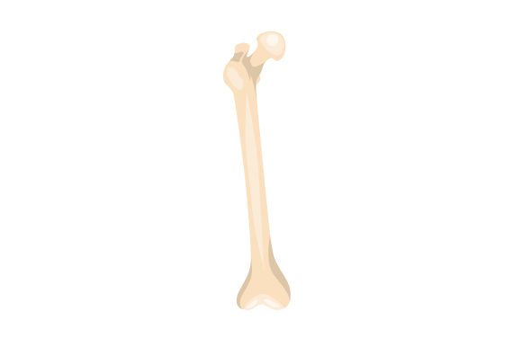 Femur: A Crafts and Medical Design Asset