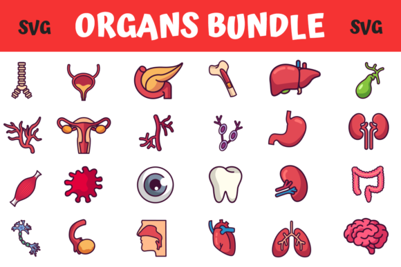 Medical Organs Bundle: A Unique Design Asset