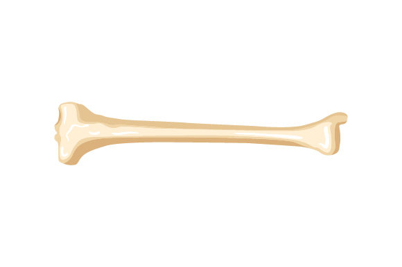 Tibula Crafts for Medical Designs